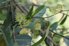 Smilax perfoliata